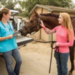 Best Horse Calming Supplements For Sale In Australia
