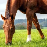 Horse Weight Management Supplements in Australia