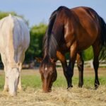 Respiratory Support For Horse In Australia