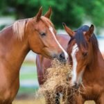 Buy Recovery Supplements For Horse In Australia