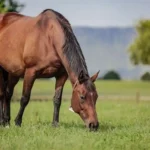 Buy Horse Mobility Supplements In Italy