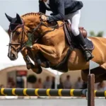 Performance Supplements For Sale In Australia