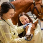 Horse Medicines For Sale In Sydney