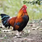 Buy Chicken & Rooster Health Supplements In Australia