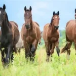 Australia Pain Supplements For Horse