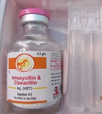 amoxicillin injection