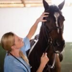 Amino Acid Vitamin & Mineral Supplements For Horse In Australia