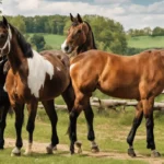Buy Powder Supplements For Horse