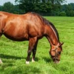 Stomach Medicines For Horse In Australia