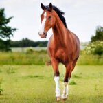 Injectable Treatments