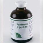 Buy Pentosan Injection – Trusted Equine Mobility & Recovery Solution | Equines Meds