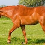 Oxygen Enhancer Supplements